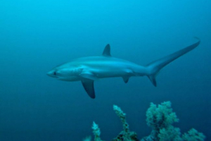 Sea fox: nie bestia i ryby Sea fox: nie bestia i ryby